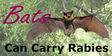 Bats can carry rabies