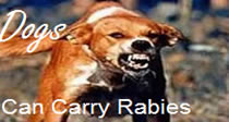 Dogs can carry rabies