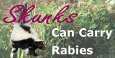 Skunks can carry rabies