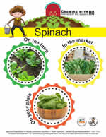 spinach poster